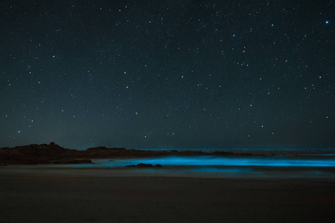 Olas bioluminiscentes de color azul brillante rompen en una playa oscura bajo un cielo estrellado.