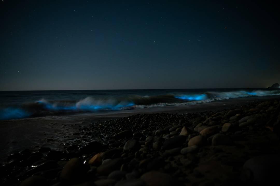 Olas bioluminiscentes de color azul brillante rompen contra una playa rocosa bajo un cielo estrellado nocturno.