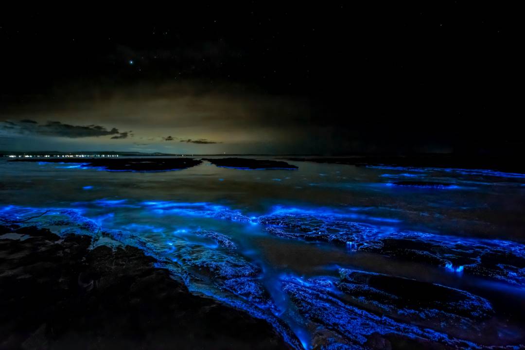 Luz azul bioluminiscente brilla sobre una costa rocosa bajo un cielo estrellado durante la noche.